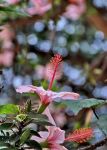 Fioritura in Etiopia: un fiore in un giardino ...