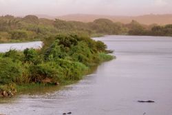 Ippopotamo nelle acque del Nilo Azzurro Etiopia, ...
