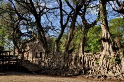 Radici di alberi a Gondar ai Bagni di Fasilides ...