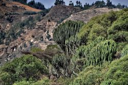 Semien Etiopia: vegetazione lungo strada verso ...