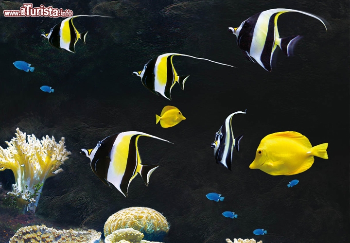 Immagine Aquarium acquario la rochelle