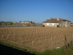 I vigneti di St.Emilion producono probabilmente le migliori qualtà di Bordeaux, e sicuramente alcune tra le più costose.