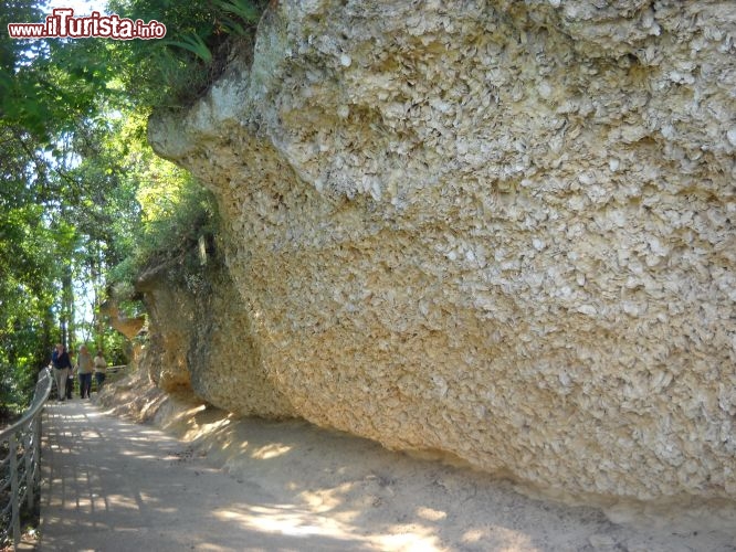 Immagine Sainte Croix du Mont è un comune del dipartimento della Gironda, famoso per la produzione del vino ma anche per queste pareti di ostriche fossilizzate.