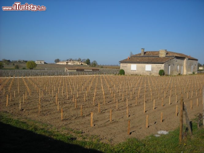 Immagine I vigneti di St.Emilion producono probabilmente le migliori qualtà di Bordeaux, e sicuramente alcune tra le più costose.