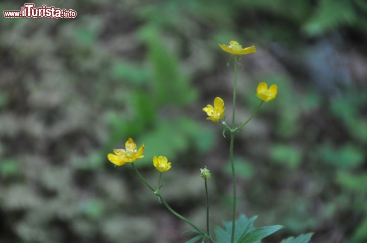 Campitello di Fassa fiori nel bosco