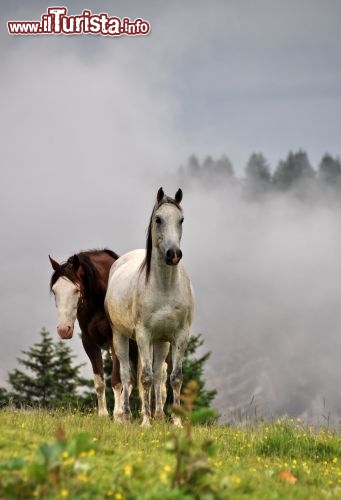 Cavalli nella nebbia al fuciade sopra Passo San Pellegrino