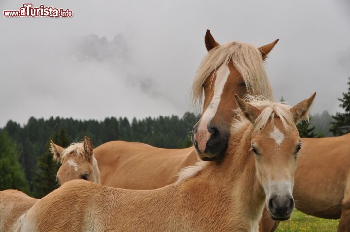 Cavallino con Mamma al Fuciade