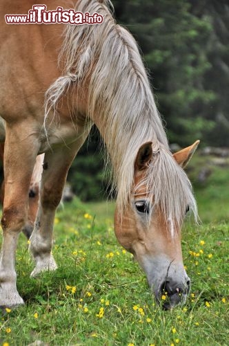 Cavallo al pascolo a Fuciade