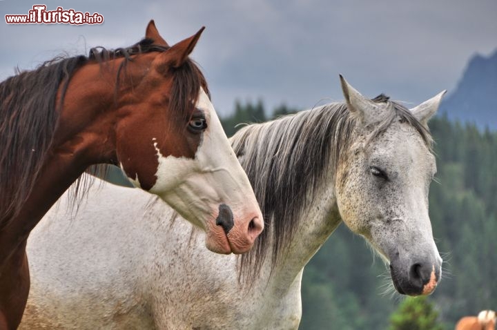 Due cavalli a Fuciade passo San Pellegrino