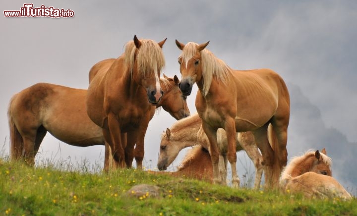Famiglia di cavalli al pascolo a Fuciade