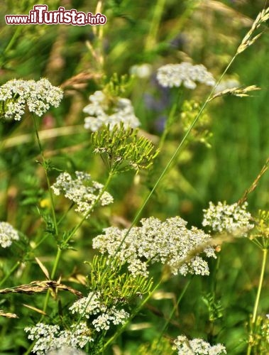 Fiori della Val di Fiemme
