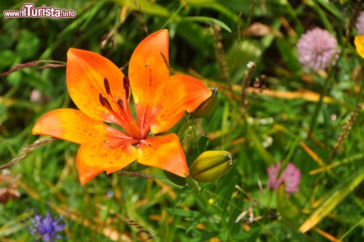 Fioritura di giugno in Trentino pascoli del Fuciade