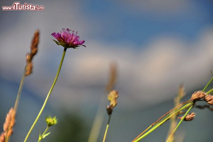 I fiori e le montagne della Val di FIemme