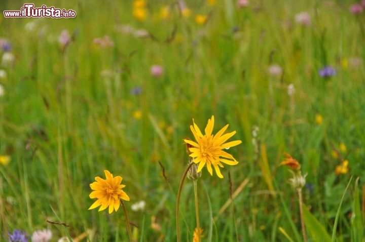 I prati fioriti del Trentino a Fuciade passo San Pellegrino