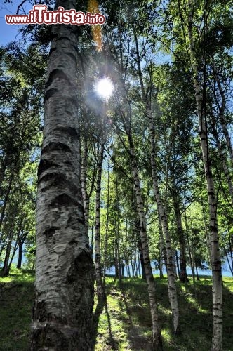 Il bosco di betulle vicino hotel Veronza