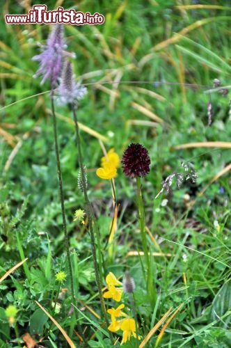 Il fiore di Nigritella