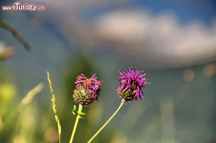 La magia dei fiori in Trentino