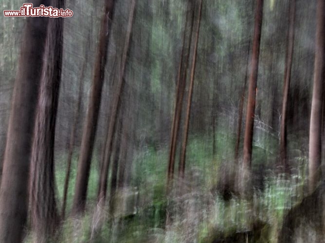 Magia nel bosco di Campitello di Fassa in Trentino