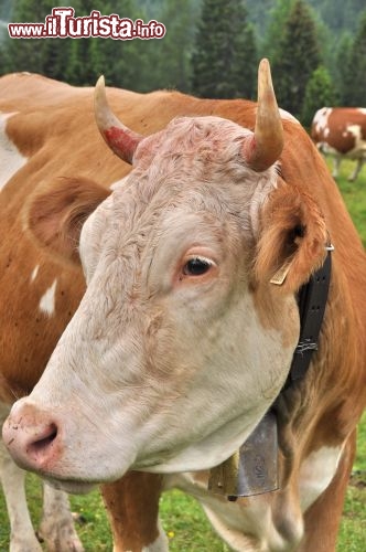 Mucca a Fuciade sopra San Pellegrino