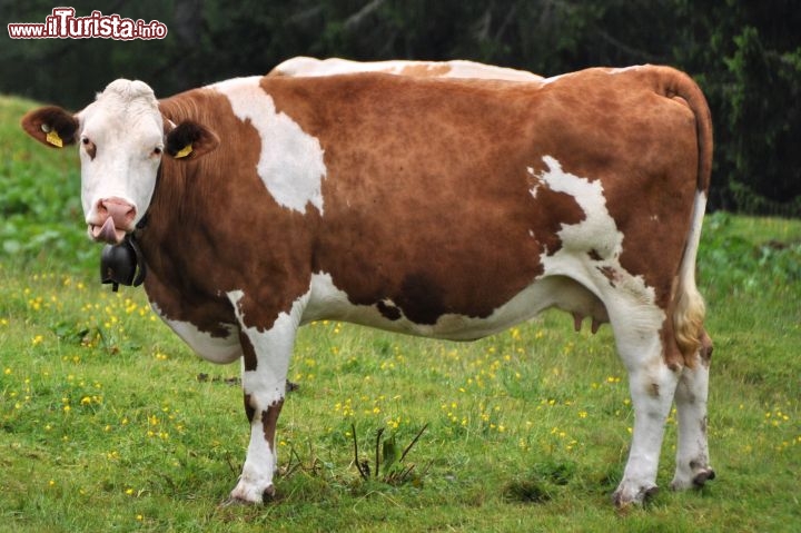 Mucca al Fuciade