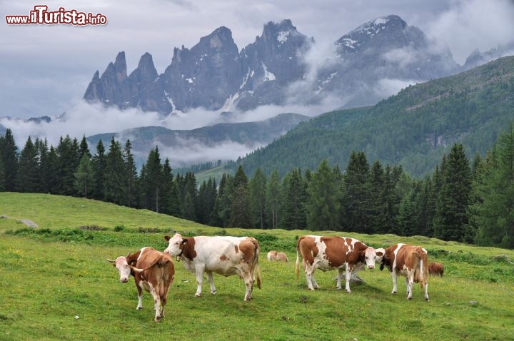 Mucche al pascolo Fuciade sullo sfondo le Pale di San Martino
