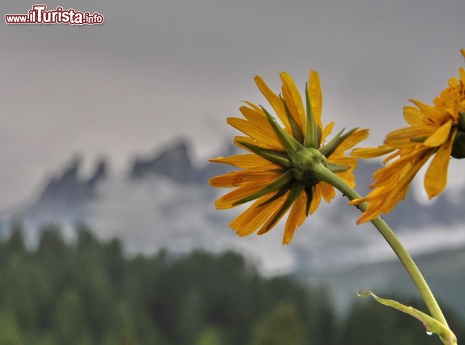 Pale di San Martino con fiori del Fuciade Trentino