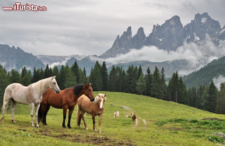 Pale di San Martino e cavalli al pascolo