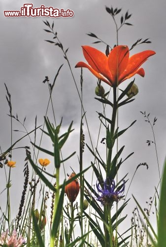 Parto con fiore di giglio in Trentino
