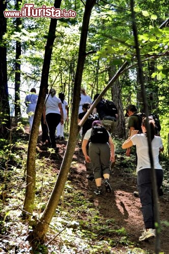 Trekking benessere tra i larici dell Hotel Veronza