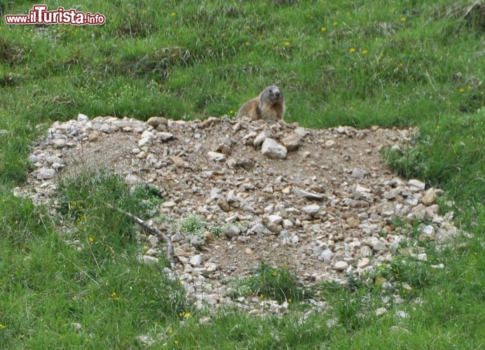 Una Marmotta vista dalla finestra della baita al Fuciade