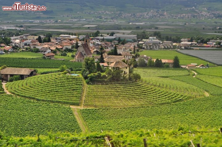 Vigneti valle dellAdige vicino a Egna Ora