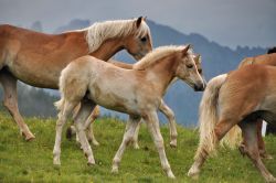 Cavallino al Fuciade