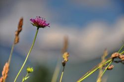 I fiori e le montagne della Val di FIemme