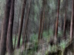 Magia nel bosco di Campitello di Fassa in Trentino ...