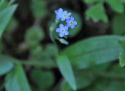 Non ti scordar di me nel bosco di Campitello ...