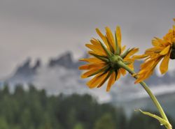 Pale di San Martino con fiori del Fuciade Trentino ...