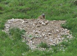 Una Marmotta vista dalla finestra della baita ...