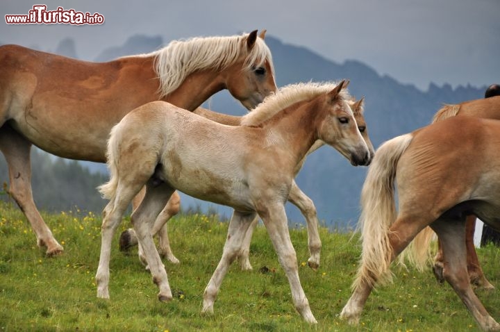 Cavallino al Fuciade