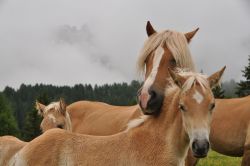 Cavallino con Mamma al Fuciade