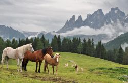 Pale di San Martino e cavalli al pascolo