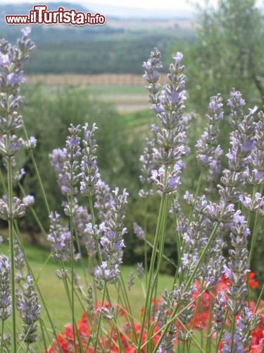 Immagine Fiori di lavanda sulle colline di Terricciola non lontano da Pisa