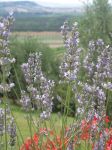 Fiori di lavanda sulle colline di Terricciola ...