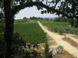 La Tenuta Agriturismo Fibbiano, sulle colline ...