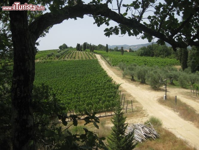 Immagine La Tenuta Agriturismo Fibbiano, sulle colline diTerricciola nei pressi di Pisa