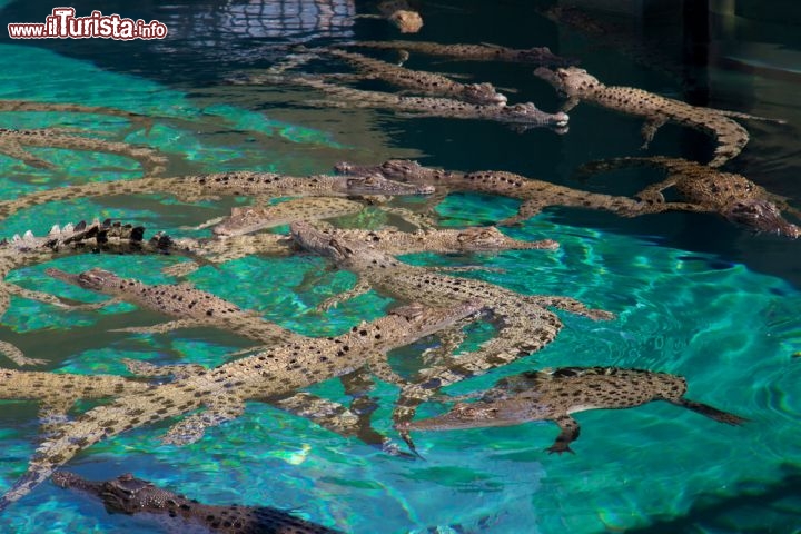 Crocosaurus Cove per vedere i coccodrilli a Darwin - E' il luogo giusto per osservare da vuicino i coccodrilli d'acqua salata di grandi dimensioni e nuotare accanto a loro, ovviamente protetti da pannelli acrilici trasparenti! Si trova al 58 di Mitchell and Peel Street