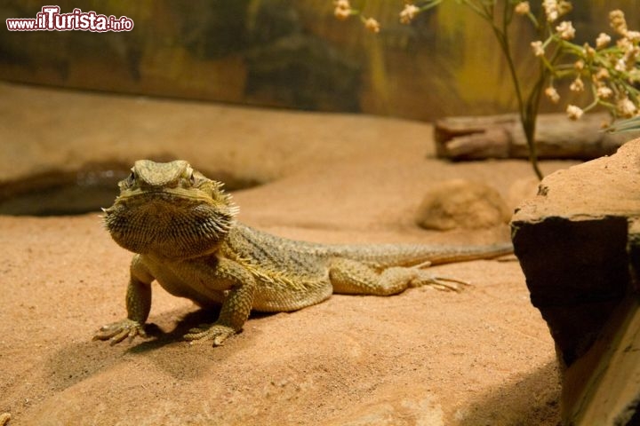 Rettile al Crocosurus Cove a Darwin - The Cove ha la più grande esposizione di rettili australiani nel mondo, un acquario da 200.000 litri con i pesci da combattimento più preziosi del Northern Territory, i barramundi, i coccodrilli e tartarughe d'acqua dolce. Qui si può vedere il ciclo di vita dei coccodrilli, dalle uova ai cuccioli, dai coccodrilli di fiume ai spaventosi coccodrilli di mare, mentre gli  scinchi, i serpenti ed i draghi animano la stanza dei rettili.