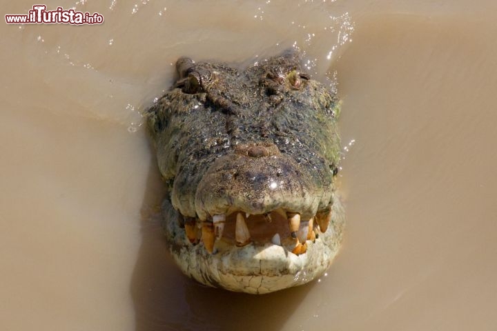 Jumping Crocodile Cruise a Winnellie Northen Territory Australia - I cosiddetti Salties, i "salati", da non confondere con i Freshie, i coccodrilli d'acqua dolce, sono dei predatori eccezionali e posso attaccare l'uomo. Praticamente invisibili nelle acque torbide dei fiumi e paludi compiono balzi prodigiosi per catturare le loro prede.