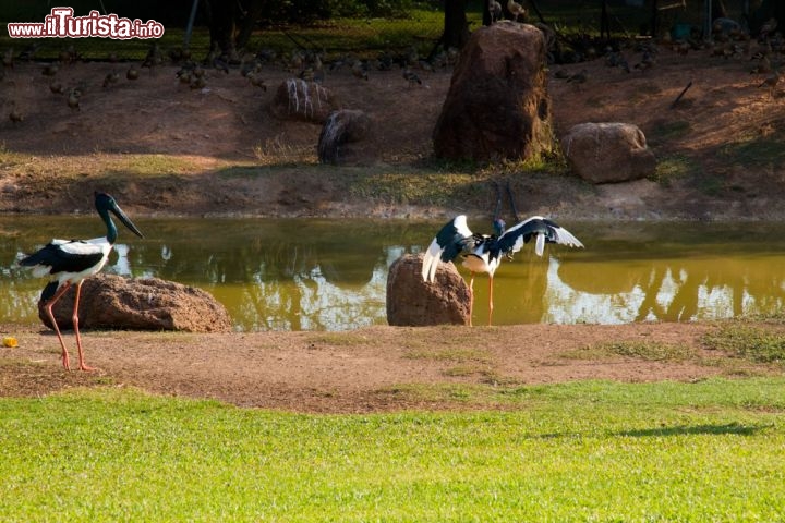 Feathers Sanctuary a Darwin Australia - E' quotato come uno dei migliori e inusuali posti per alloggiare a Darwin secondo Lonely Planet. Feathers Sanctuary è il rifugio ideale per coppie in cerca di un interludio romantico ed è particolarmente attraente per gli appassionati di uccelli.