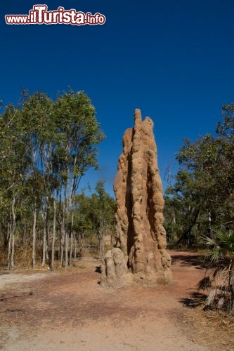 Magnetic Termite mounds - Presso il Litchfield National Park, nel  Northen Territory è possibile vedere questi giganteschi termitai