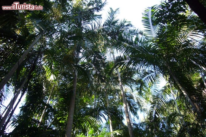 Foresta Monsonica Litchfield National Park